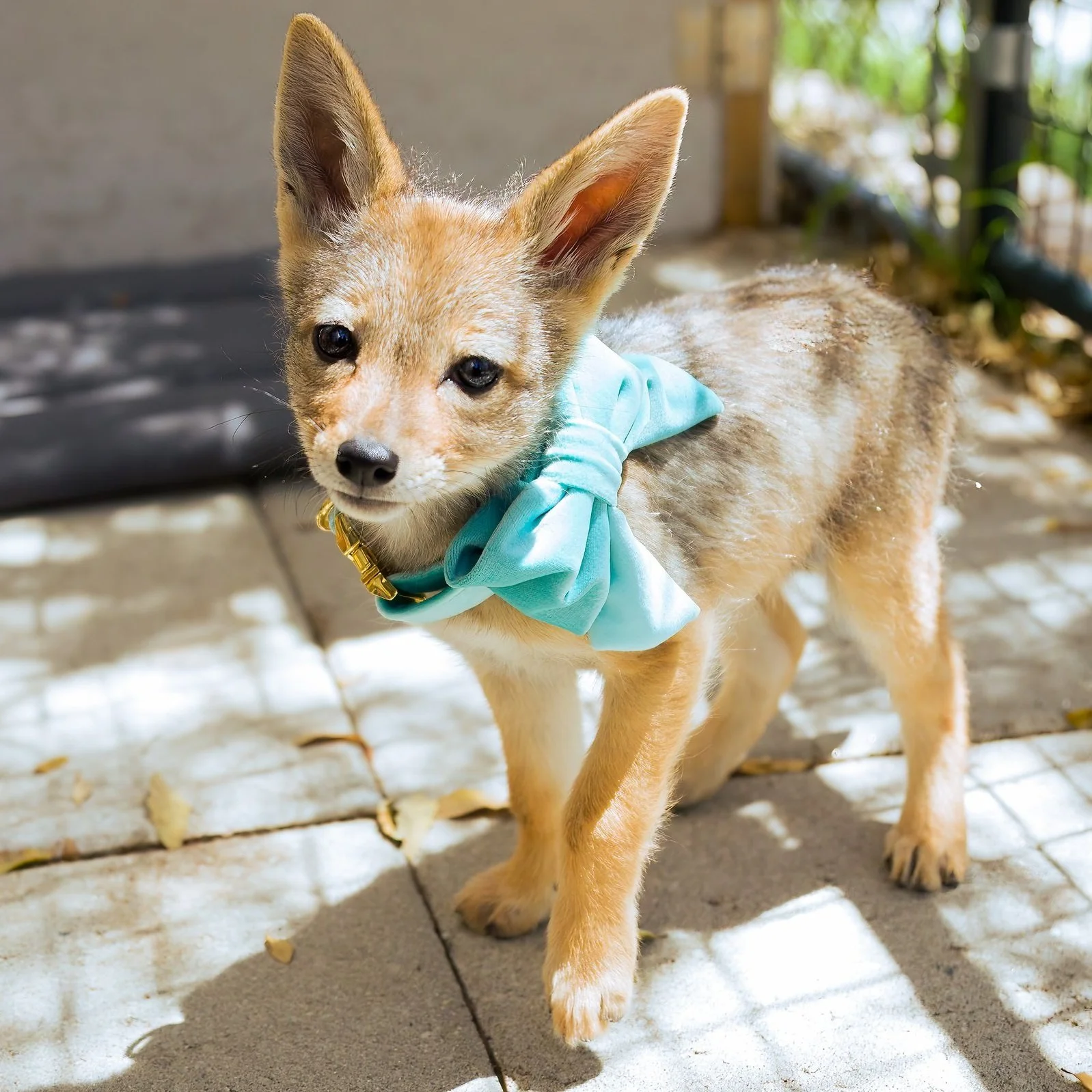 Black-Backed Jackals | Animal Conservation
